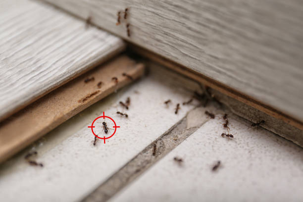Best Commercial Pest Control Services  in Blackwell, OK